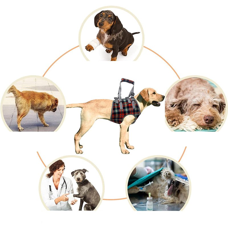 Hund Hebegeschirr Hinterbeine – Mobilitätshilfe für Senioren – Bild 12