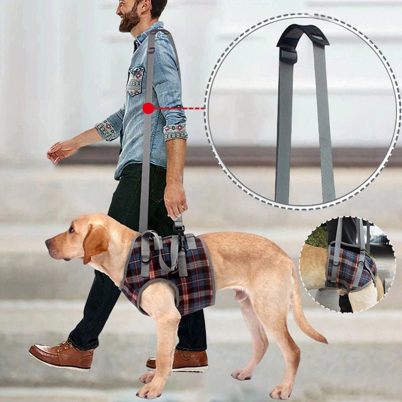 Hund Hebegeschirr Hinterbeine – Mobilitätshilfe für Senioren – Bild 16
