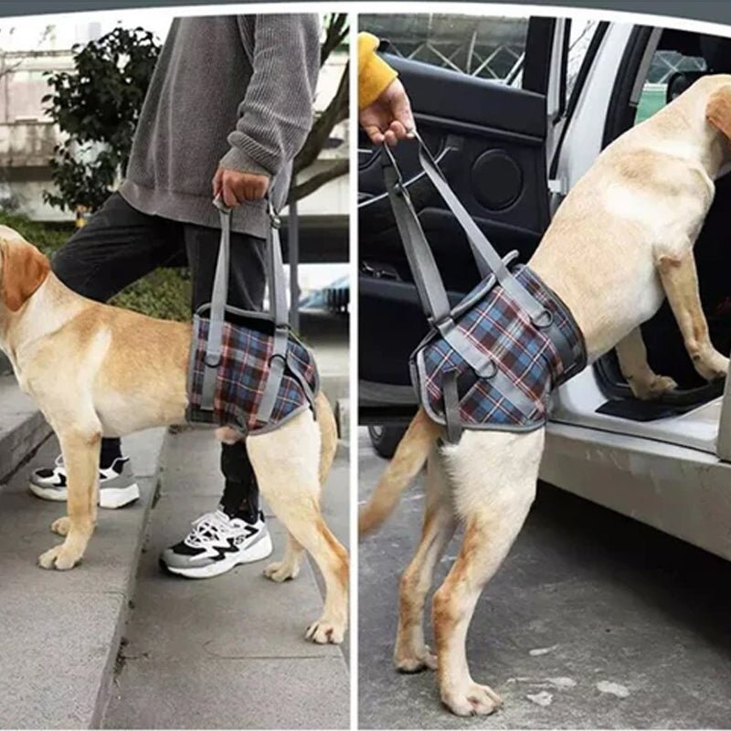 Hund Hebegeschirr Hinterbeine – Mobilitätshilfe für Senioren – Bild 4