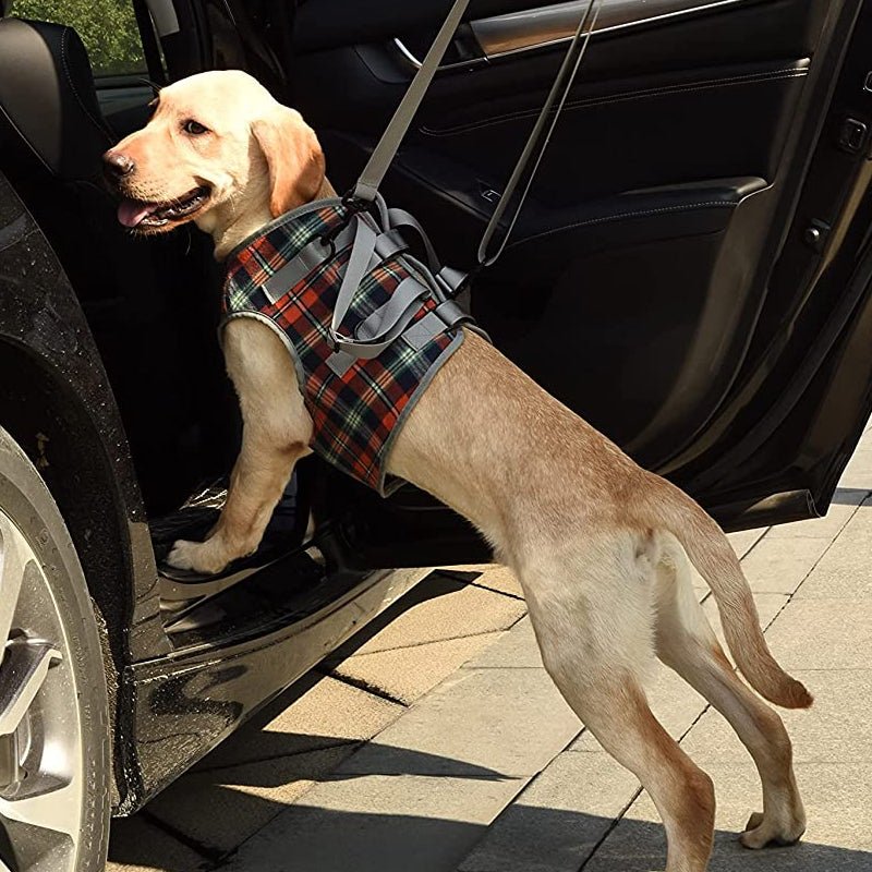 Hund Hebegeschirr Hinterbeine – Mobilitätshilfe für Senioren – Bild 8