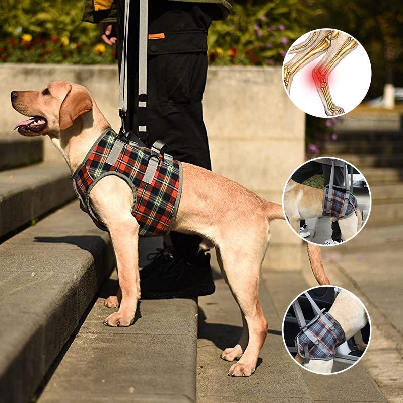 Hund Hebegeschirr Hinterbeine – Mobilitätshilfe für Senioren – Bild 15