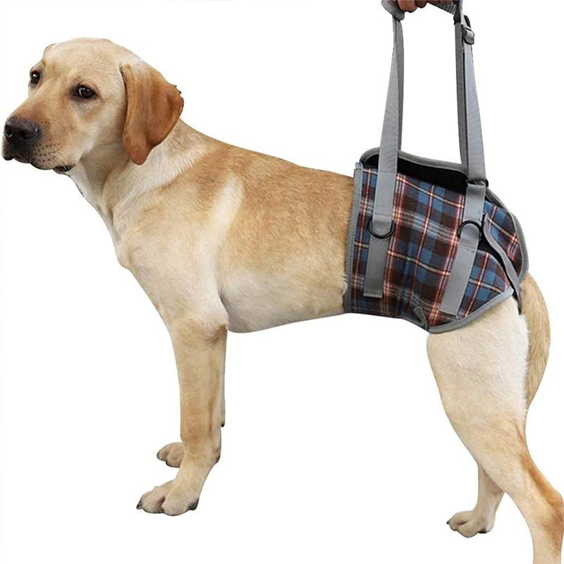 Hund Hebegeschirr Hinterbeine – Mobilitätshilfe für Senioren – Bild 17