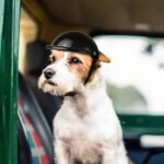 Hundehelm mit Brille für Abenteuer UV-Schutz